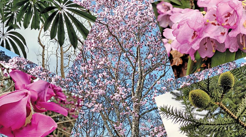 Plants from Caerhays - credit all images: Bob Askew
